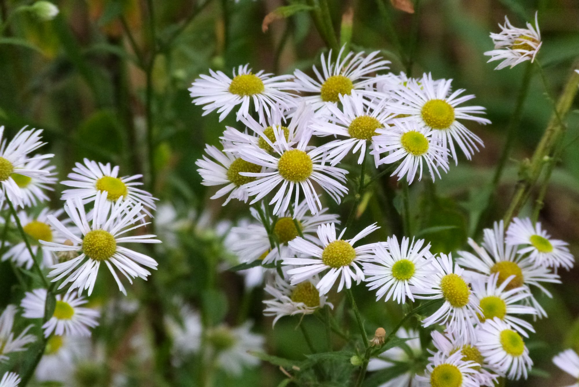 Plantengroep