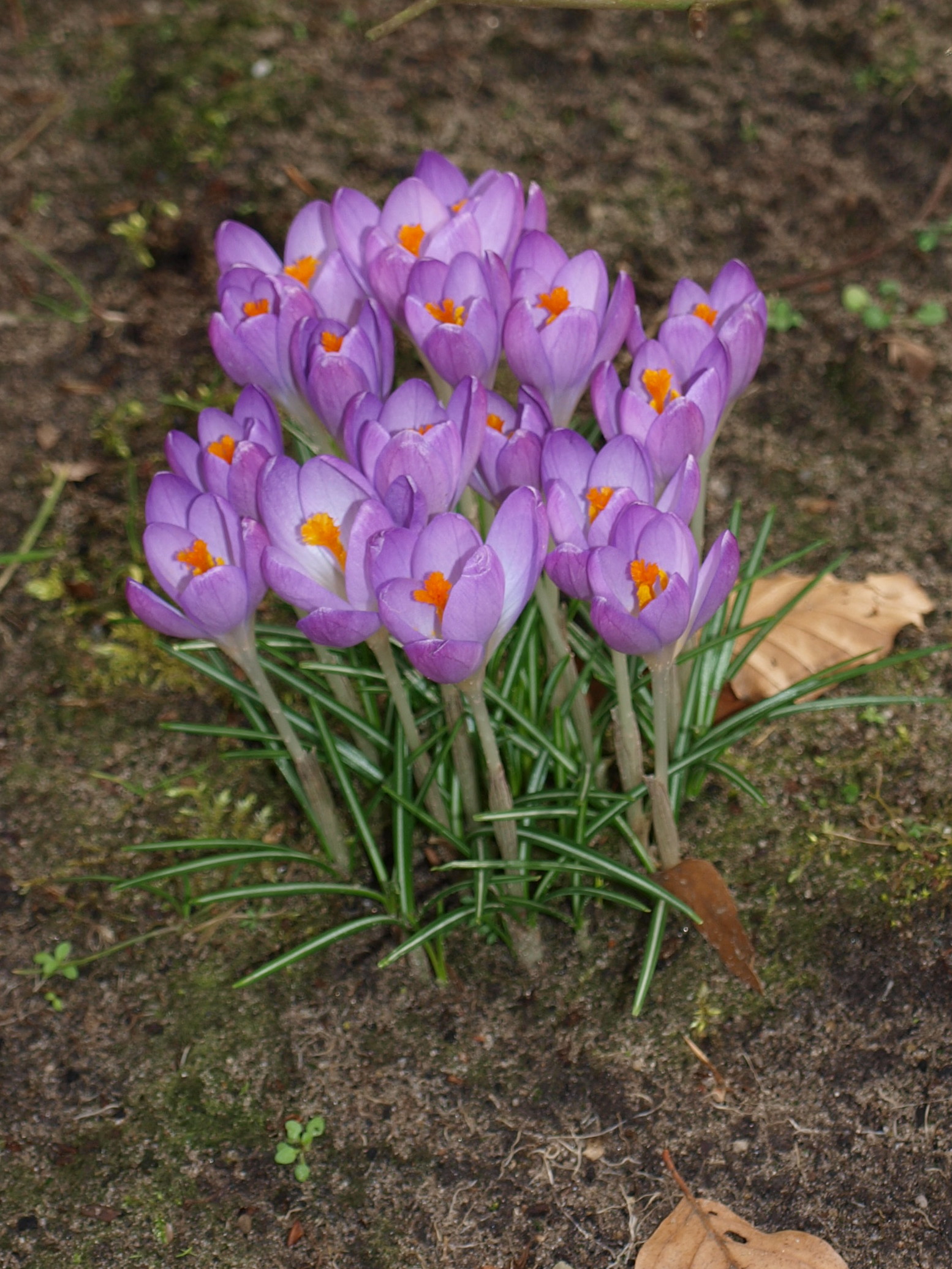 Planten