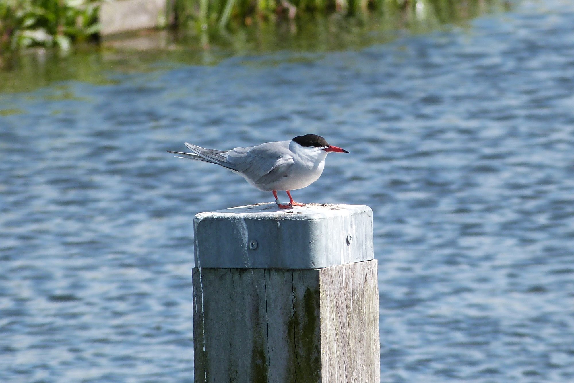 Vogelgroep