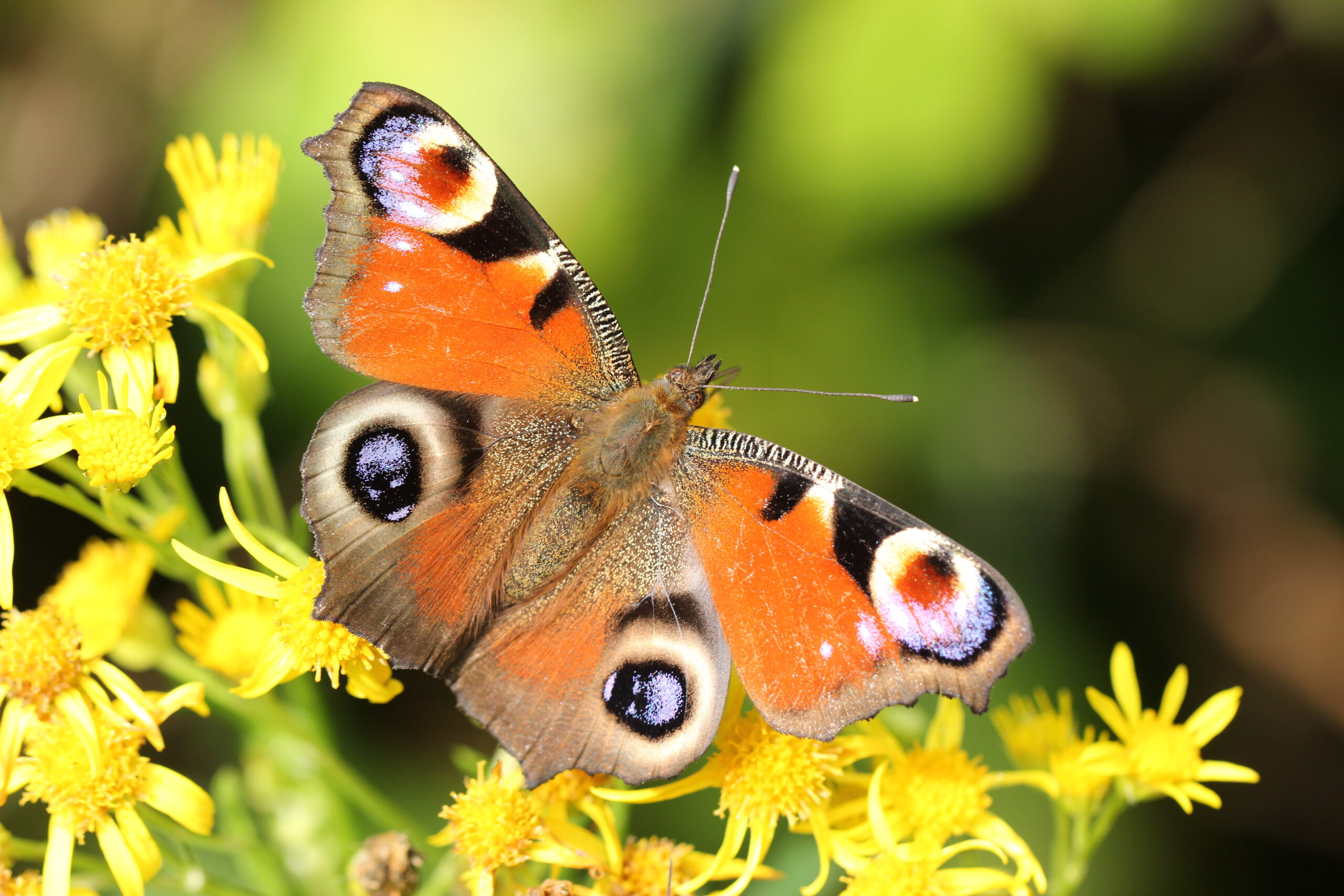 Vlindergroep