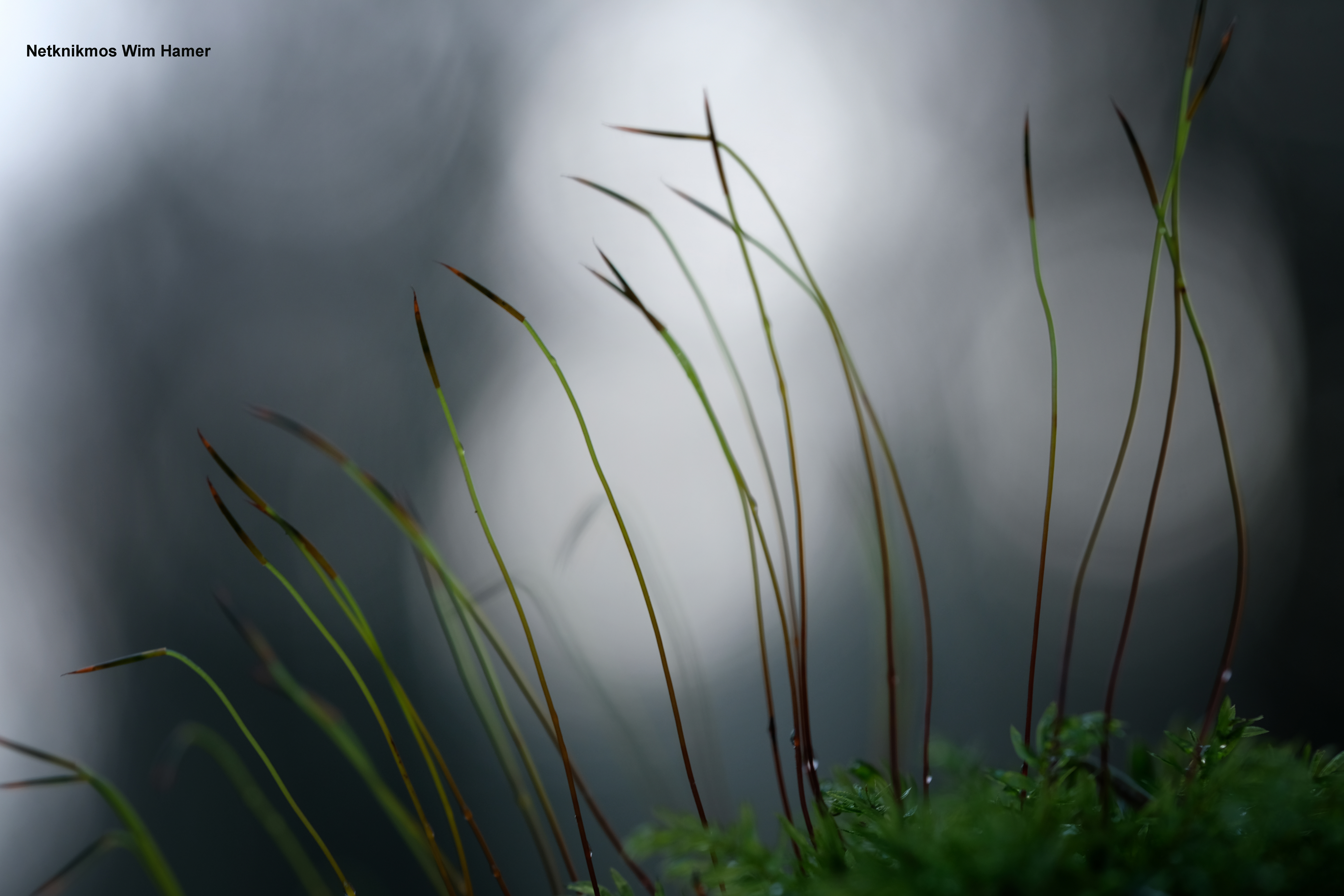 Mossen