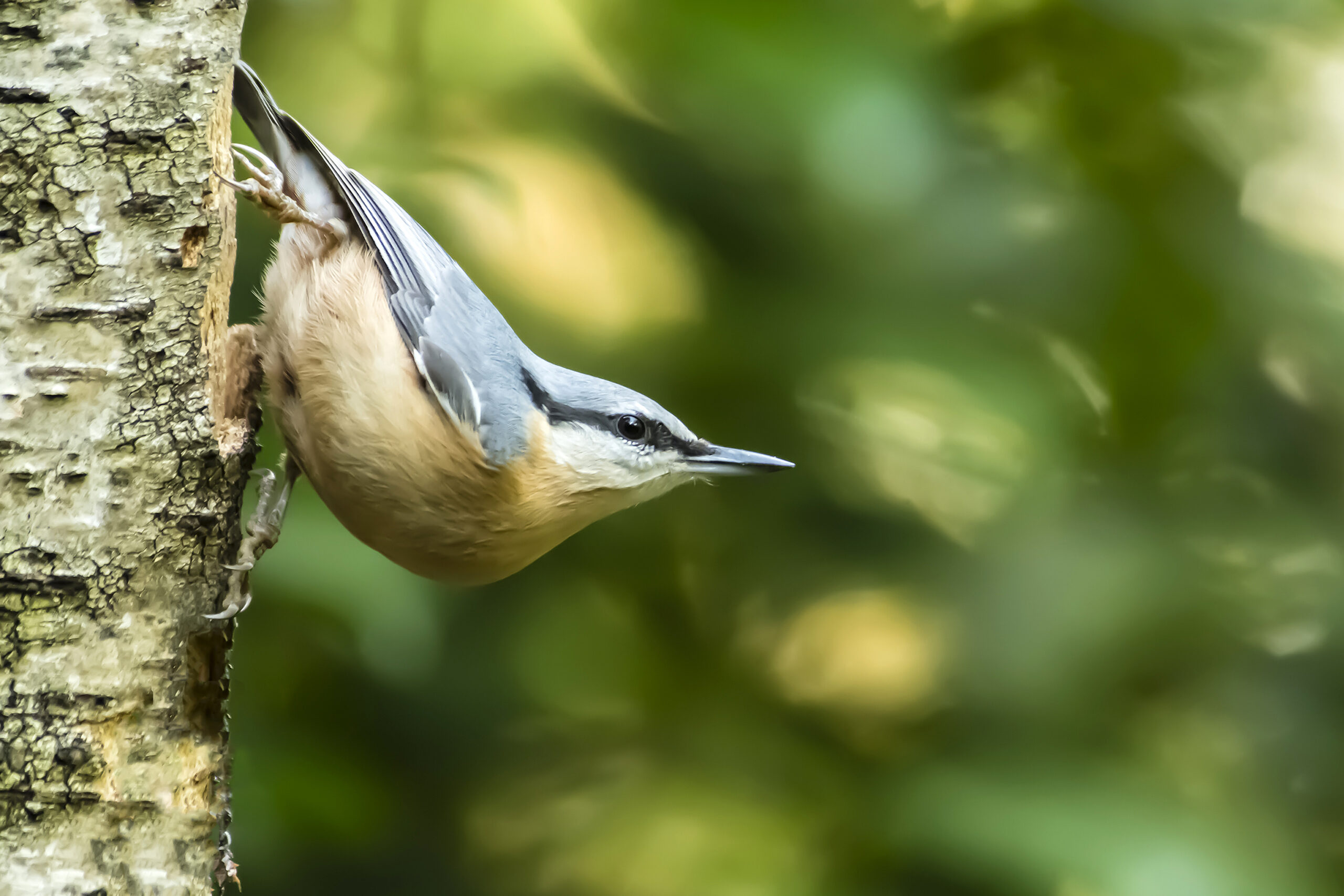Vogels