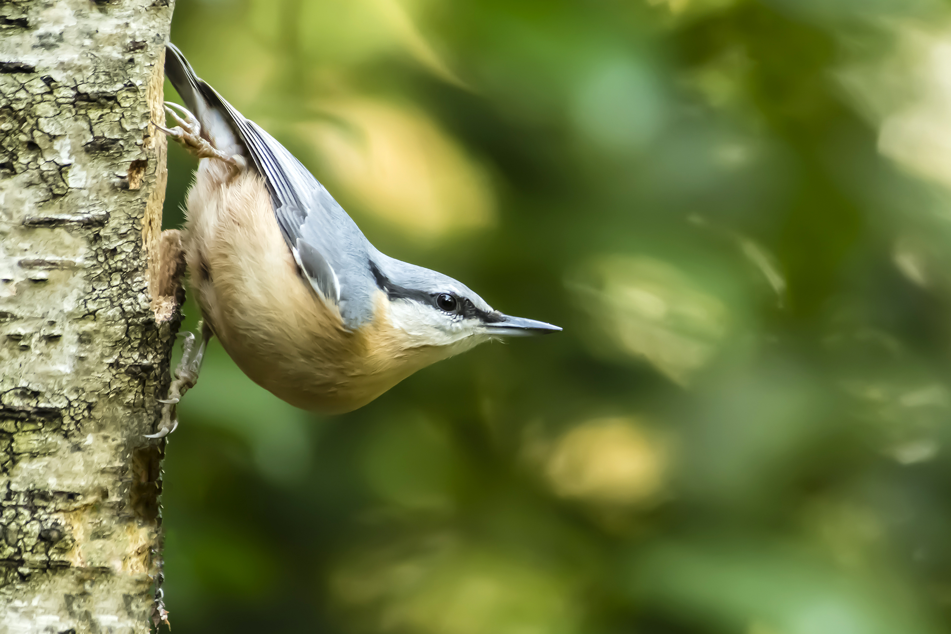 Vogels