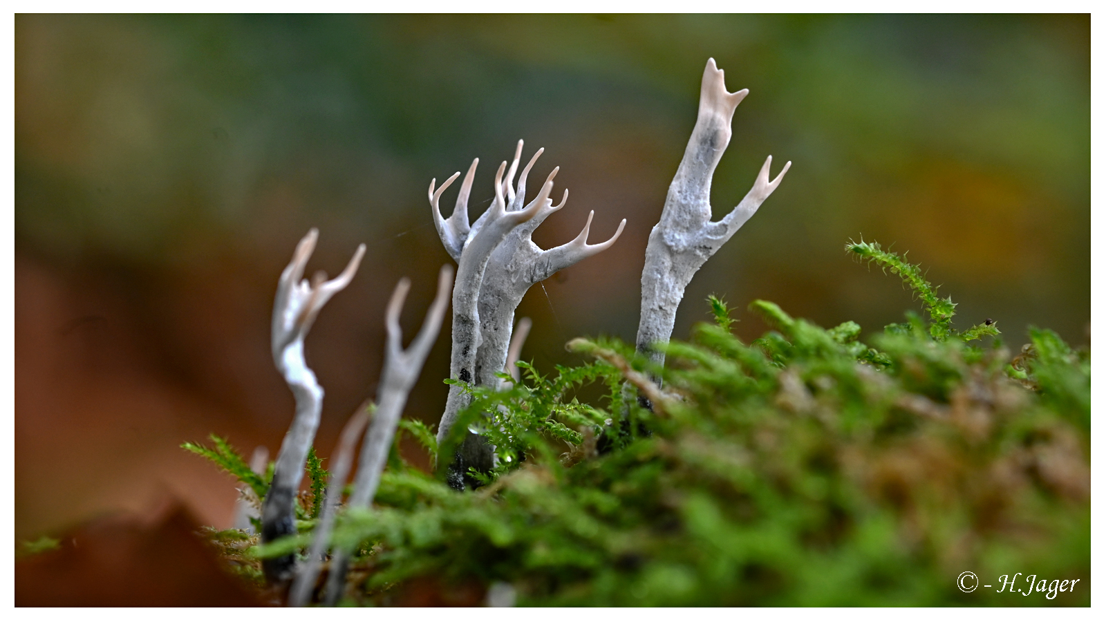 Paddenstoelen