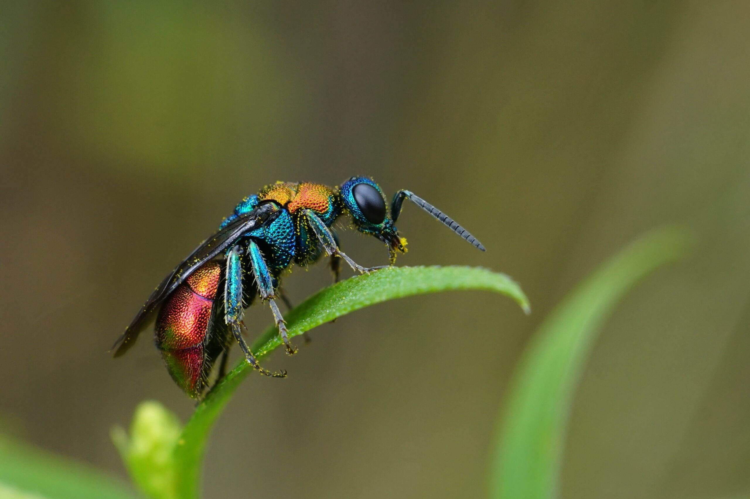 Insecten