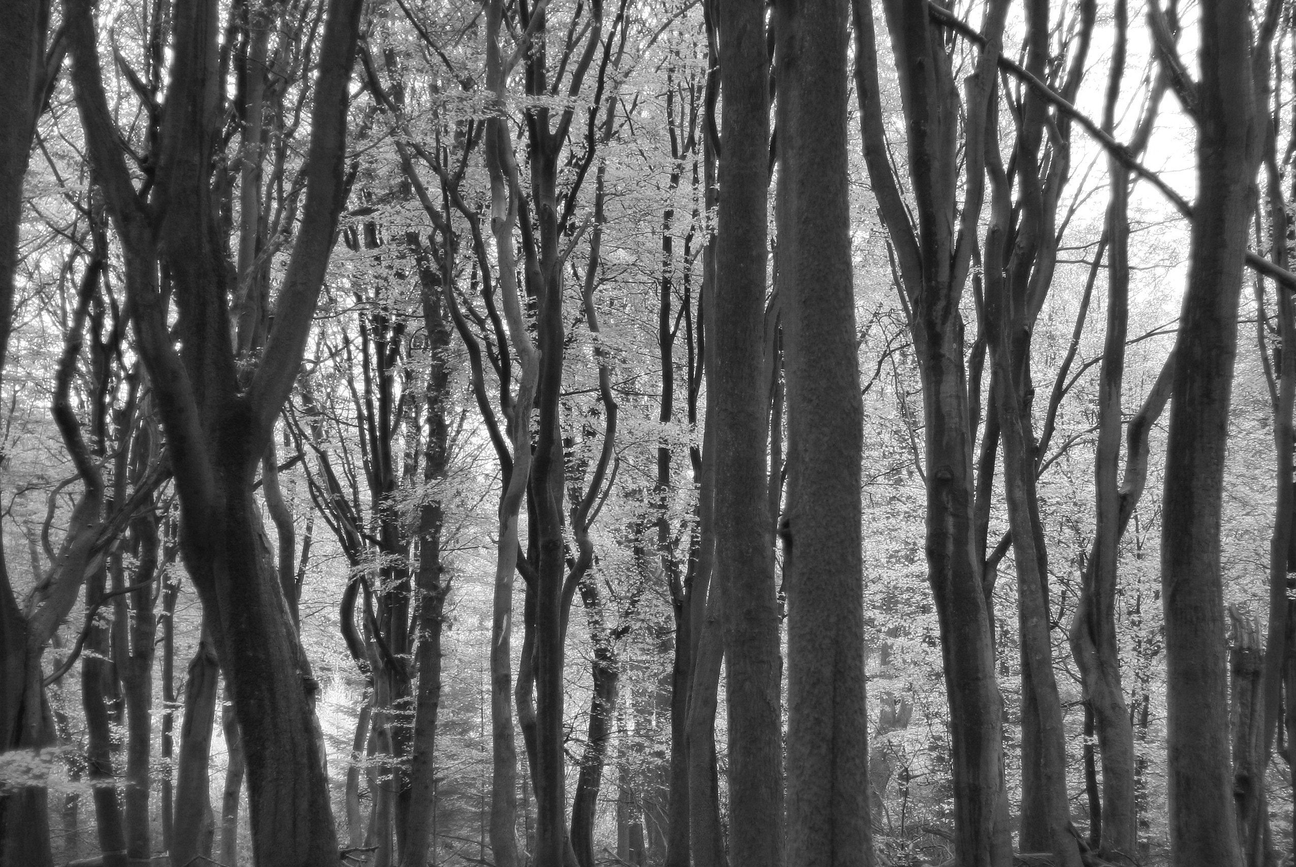 Wandelen met oog voor de natuur: Donkere bossen in donkere tijden